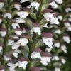 Acanthus Spinosus -Bulb Garden Store ACAN V59518 A h