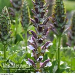 Front Page -Bulb Garden Store ACAN V61154 A