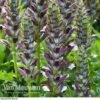 Acanthus Mollis -Bulb Garden Store ACAN V61154 B