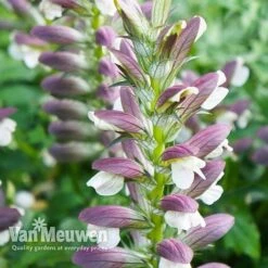 Acanthus Mollis -Bulb Garden Store ACAN V61154 C