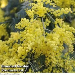 Front Page -Bulb Garden Store ACASIADEAL 10001 A