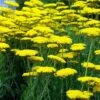 Achillea Filipendulina 'Coronation Gold' -Bulb Garden Store ACHI V59520 A h