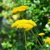 Achillea Filipendulina 'Cloth Of Gold' -Bulb Garden Store ACHI V65044 A h
