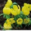 Aconite In The Green -Bulb Garden Store ACON V17260 B