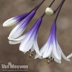 Agapanthus 'Fireworks' 14 Agapanthus 'Fireworks' -Bulb Garden Store AGA FIRE B