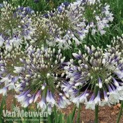 Agapanthus 'Fireworks' 15 Agapanthus 'Fireworks' -Bulb Garden Store AGA FIRE C