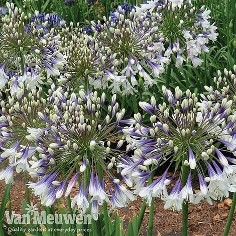 Agapanthus 'Fireworks' 6 Agapanthus 'Fireworks' - Image 4
