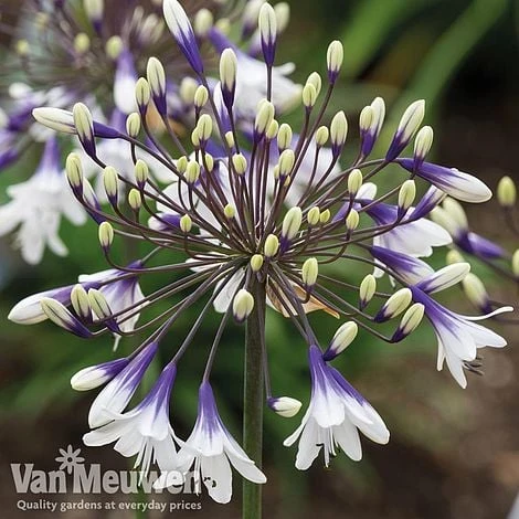 Agapanthus 'Fireworks' 3 Agapanthus 'Fireworks'
