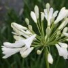 Agapanthus Africanus 'Albus' -Bulb Garden Store AGAP V59522 A h