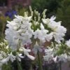 Agapanthus 'Arctic Star' -Bulb Garden Store AGAP V63414 A h