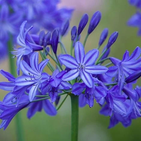 Agapanthus 'Northern Star' 3 Agapanthus 'Northern Star'
