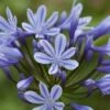 Agapanthus 'Sweet Surprise' -Bulb Garden Store AGAP V63418 A h