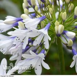 Agapanthus 'Twister' -Bulb Garden Store AGAP V63766 D