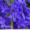 Agapanthus 'Flower Of Love' -Bulb Garden Store AGAP V72561 C