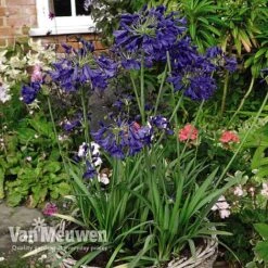 Agapanthus 'Flower Of Love' 9 Agapanthus 'Flower Of Love' -Bulb Garden Store AGAP V72561 D