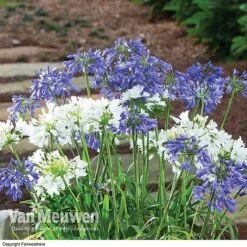 Agapanthus 'Ever Sapphire' -Bulb Garden Store AGAP VKA3940 B