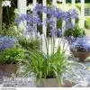 Agapanthus 'Ever Sapphire' -Bulb Garden Store AGAP VKA3940 B1