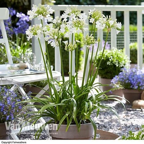 Agapanthus 'Ever White' 3 Agapanthus 'Ever White'