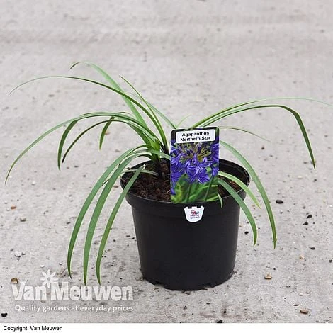 Agapanthus 'Northern Star' 4 Agapanthus 'Northern Star' - Image 2