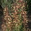 Agastache 'Summer Glow' 2 Agastache 'Summer Glow' -Bulb Garden Store AGAS V59524 A h