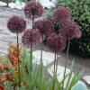 Allium 'Gladiator' -Bulb Garden Store ALLI V58951 A h