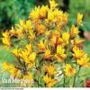Alstroemeria 'Sweet Laura' -Bulb Garden Store ALST 61567 A