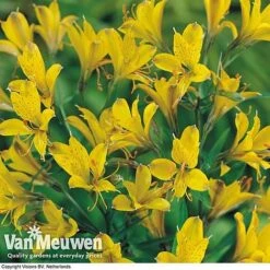 Alstroemeria 'Sweet Laura' -Bulb Garden Store ALST 61567 B