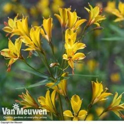 Alstroemeria 'Sweet Laura' -Bulb Garden Store ALST 61567 D