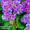 Alstroemeria 'Butterfly Hybrids' -Bulb Garden Store ALST BUTTERHYB L39296