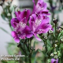 Alstroemeria 'Butterfly Hybrids' -Bulb Garden Store ALST BUTTERHYB L39298