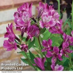 Alstroemeria 'Butterfly Hybrids' -Bulb Garden Store ALST BUTTERHYB T19298