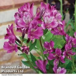 Alstroemeria 'Butterfly Hybrids' -Bulb Garden Store ALST BUTTERHYB T19348
