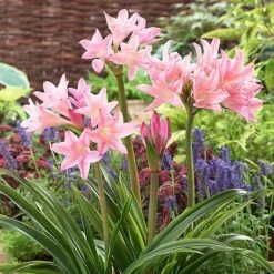 Amarcrinum Memoria-corsii 'Howardii' -Bulb Garden Store AMAR V57485 A h