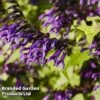 Salvia 'Amistad' -Bulb Garden Store AMISTAD 62257 A
