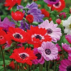Bumper Spring Bulb Collection -Bulb Garden Store ANEM T56672 A h