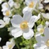 Anemone Sylvestris -Bulb Garden Store ANEM V58953 A h