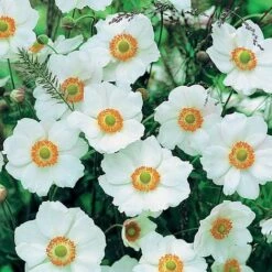 Anemone X Hybrida 'Honorine Jobert'