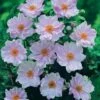 Anemone Hybrida 'Queen Charlotte'