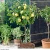 Apple 'Golden Delicious' (Mini Fruit Tree) -Bulb Garden Store APPL 16086V A1