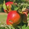 Apple 'Braeburn' -Bulb Garden Store APPL 60778 B