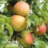 Apple Bramleys Seedling -Bulb Garden Store APPL VKA1745 A