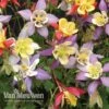 Aquilegia Caerulea 'Mrs Scott-Elliott' (Garden Ready) -Bulb Garden Store AQUI V75660 A