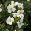 Arabis Caucasica 'Pixie Cream' -Bulb Garden Store ARAB V59538 A h