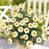 Argyranthemum 'Double Espresso Macchiato' -Bulb Garden Store ARGY V70508 A h