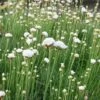 Armeria Maritima 'Alba' 1 Armeria Maritima 'Alba' -Bulb Garden Store ARME V59540 A h