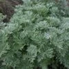Artemisia Arborescens 'Powis Castle' -Bulb Garden Store ARTE V59542 B h