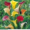 Calla Lily 'Spectrum Mix' -Bulb Garden Store ARUM V48756P A