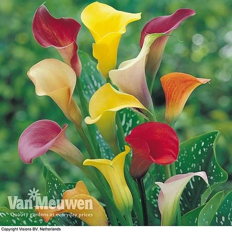 Calla Lily 'Spectrum Mix' 3 Calla Lily 'Spectrum Mix'