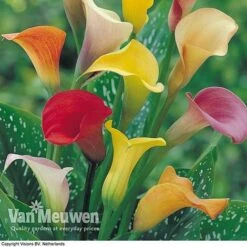 Front Page -Bulb Garden Store ARUM V48756P B