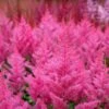 Astilbe Japonica 'Elisabeth Van Veen' -Bulb Garden Store ASTI V59295 A h